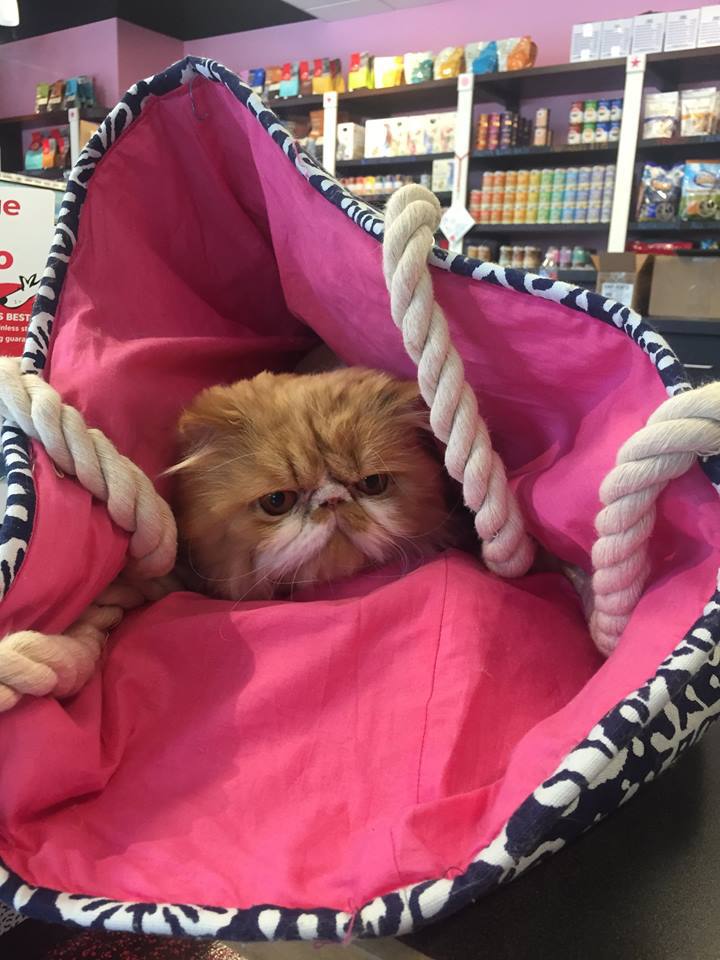 Pet Grooming Wilmington & Wrightsville Beach, NC Pet Supplies